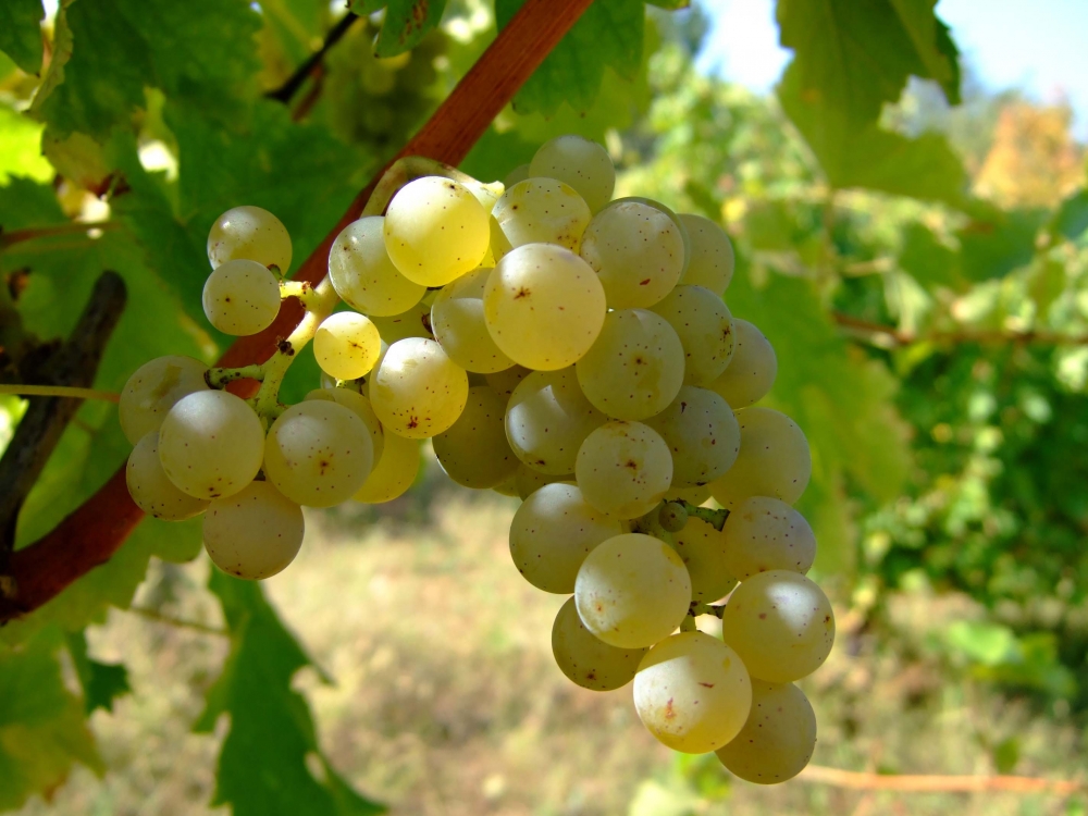 Sauvignon_blanc_vlasotince_vineyards.jpg